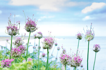 Pink allium flowers starting to bloom in summer with green fern leaves against a backdrop of pastel blue sea and sky with a few clouds, text space.