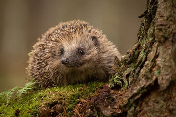 Hedgehog, Scientific name: Erinaceus Europaeus.  Close up of a wild, native, European hedgehog  emerging at dusk  in natural woodland habitat and facing front. Horizontal.  Space for copy.