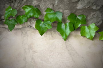 Green ivy, symbol for eternal afterlife, on gray. Picture template for death announcement,...