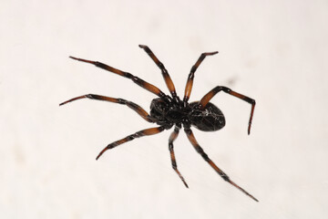 natural parasteatoda tepidariorum spider macro