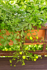 Spotted or spring cinquefoil plant with yellow flowers growing in a window box or container on a balcony in summer.