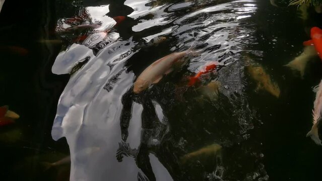 Top view of beautiful colored fish swimming in the pond. Colored koi fish.