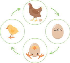 Life cycle of the chicken, 4 step sequencing cards game, cut out cards and sort them in right order, vector activity page