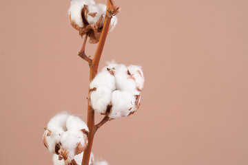 background, gentle, fluffy, cotton fibers, bud, soft, agriculture, ball, beauty, blossom, botany,...