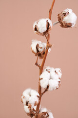 background, gentle, fluffy, cotton fibers, bud, soft, agriculture, ball, beauty, blossom, botany, branch, collection, crop, cultivated, decoration, delicate, dried flowers, dry, environment, fabric, f