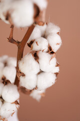 background, gentle, fluffy, cotton fibers, bud, soft, agriculture, ball, beauty, blossom, botany,...