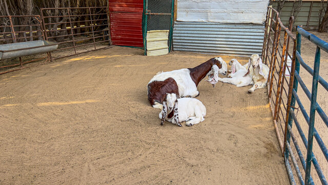 Kid goats nurse from their mother on a dirt surface in my farm