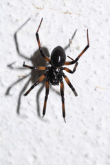 natural parasteatoda tepidariorum spider macro