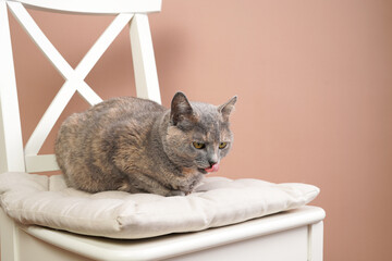 Adult european short hair cat blue tortie sitting on a white scandinavian kitchen chair yawning, sticking her tongue out