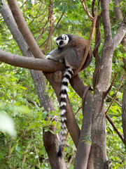 Ring-tailed Lemur, Lemur catta, resting on a tree with its tail down. Ranomafana, Madagascar