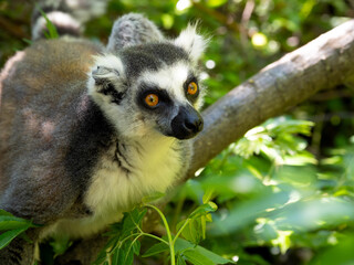 Fototapeta premium Ring-tailed Lemur, Lemur catta, resting on a tree with its tail down. Ranomafana, Madagascar