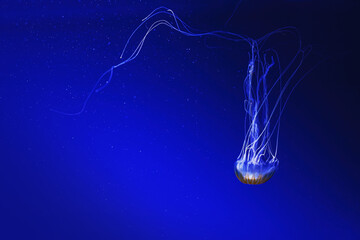 macro photography underwater northern sea nettle or brown jellyfish jellyfish