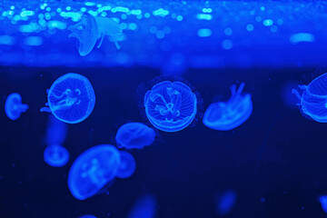 Fototapeta na wymiar Shooting macro Jellyfish Aurelia Aurita underwater