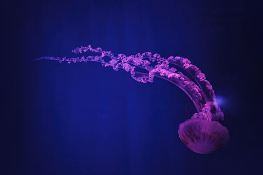 macro shooting under water chrysaora plocamia jellyfish © Minakryn Ruslan 