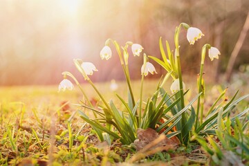 Spring flowers in the shining sunlight , Leucojum vernum, called spring snowflake