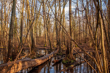 Bizarre Baumlandschaft im Abendlicht am ausgetrockneten Rohsee im Frankfurter Stadtwald, der aus einem ehemaligen Altarm des Mains natürlich entstanden ist	