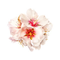 Cherry almond white pink flowers in PNG isolated on transparent background