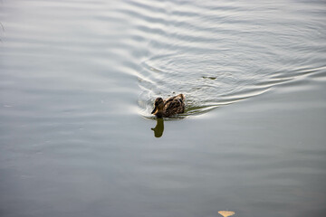 duck on the water