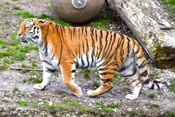 tiger in the zoo