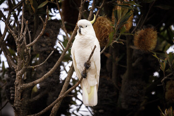 Sulphur-crested cockatoo on banksia branch. Native Australian flora and fauna.