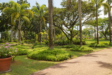 Fototapeta na wymiar Palm collection in сity park in Kuching, Malaysia, tropical garden with large trees and lawns.