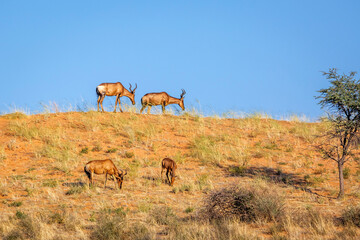 Four Hartebeest on top of sand dune in Kgalagadi transfrontier park, South Africa; specie Alcelaphus buselaphus family of Bovidae