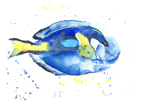 Blue and yellow tropical dori fish watercolor, isolated on white backgound with splashes.