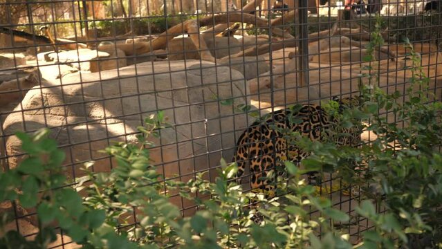 a jaguar paces back and forth in its cage