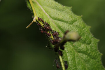 harmful aphid insect macro photo