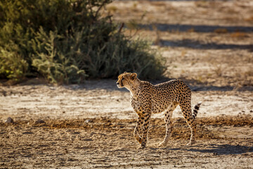 Naklejka na ściany i meble Cheetah walking in dry land in Kgalagadi transfrontier park, South Africa ; Specie Acinonyx jubatus family of Felidae