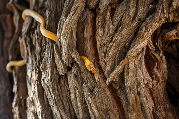 Cape cobra in tree trunk with nice bark in Kgalagadi transfrontier park, South Africa; specie Naja nivea family of Elapidae