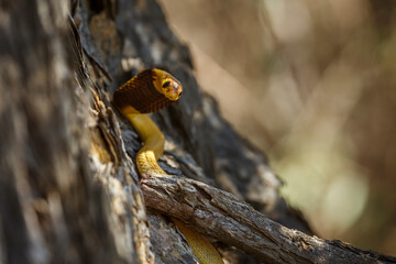 Cape cobra in tree trunk with nice bark in Kgalagadi transfrontier park, South Africa; specie Naja nivea family of Elapidae