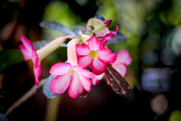 Hibiscus rosa-sinensis : Hibiscus is a medium-sized shrub.