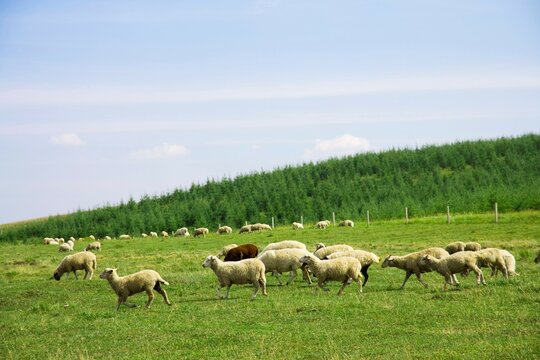 Bashang grassland in Inner Mongolia