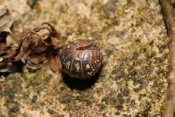Isopods beetle animal macro photo
