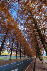 Fototapeta premium 日本 滋賀県高島市マキノ町の秋になって紅葉したメタセコイア並木