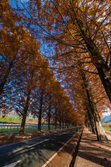 Fototapeta na wymiar 日本　滋賀県高島市マキノ町の秋になって紅葉したメタセコイア並木