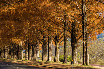 日本　滋賀県高島市マキノ町の秋になって紅葉したメタセコイア並木