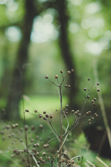 Plant in the forest