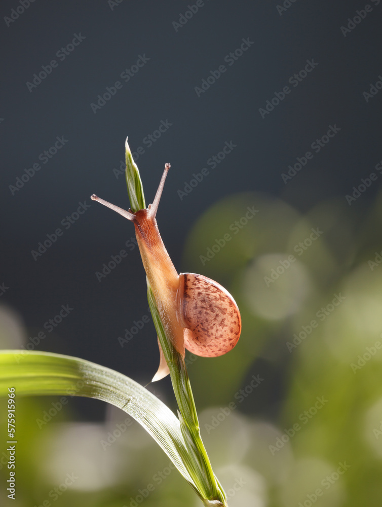 Poster Snail climbing on grass top