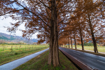 日本　滋賀県高島市マキノ町の秋になって紅葉したメタセコイア並木