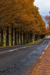 日本　滋賀県高島市マキノ町の秋になって紅葉したメタセコイア並木