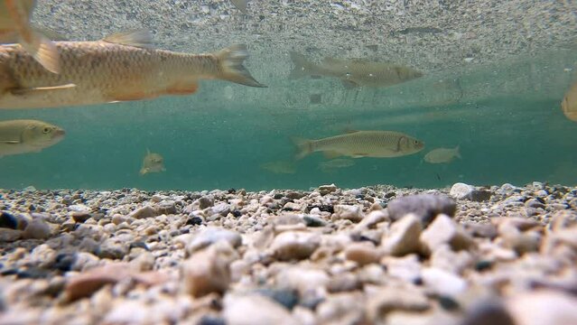 Underwater shot of fish swimming in a clear lake (Lake Bohinj in Slovenia)