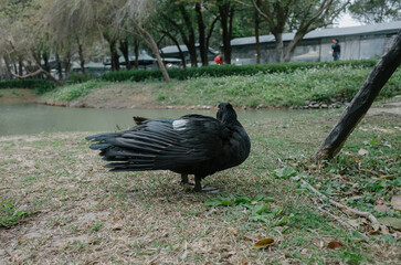 bird in the grass