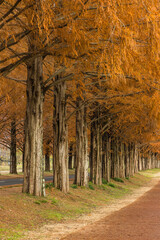 日本　滋賀県高島市高島市マキノ町の秋になって紅葉したメタセコイア並木