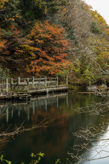 Fototapeta na wymiar 日本　滋賀県高島市今津町にあるもみじ池と紅葉した木々