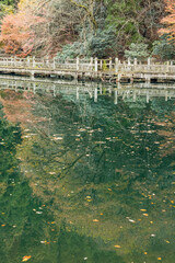 日本　滋賀県高島市今津町にあるもみじ池と紅葉した木々