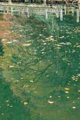 日本　滋賀県高島市今津町にあるもみじ池と紅葉した木々