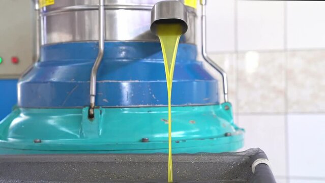 Olive oil pours from tap of spin machine, process of producing fresh olive oil of first cold pressing at factory