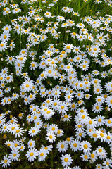 group of chamomile flowers in a rural meadow
